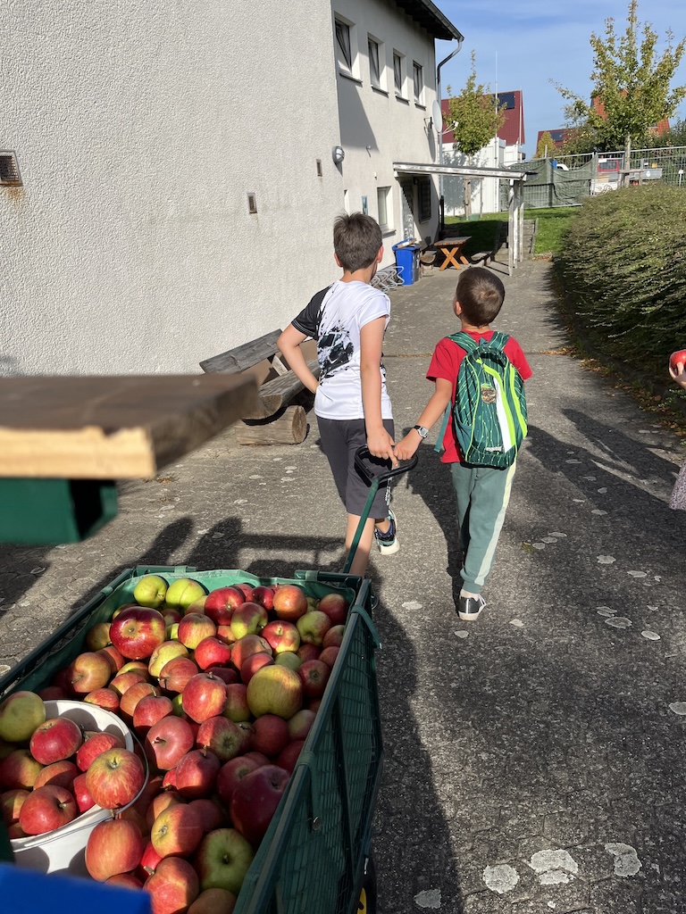 Apfelernte8